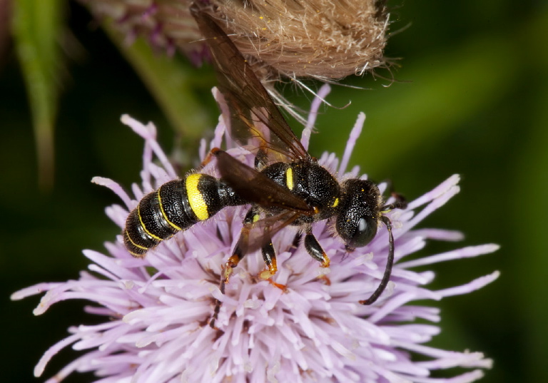 Cerceris sp. Crabronidae