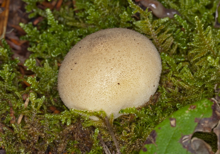 Lycoperdon sp Lycoperdaceae