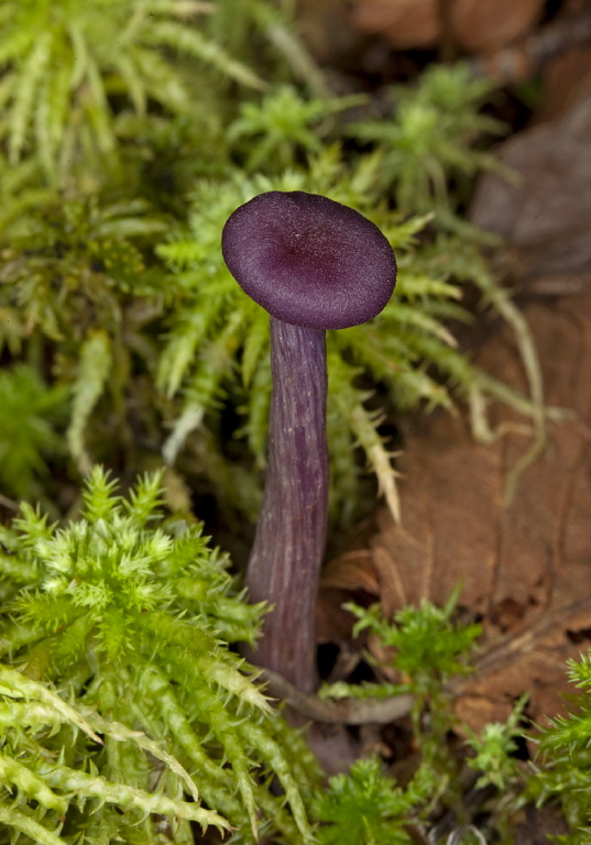 Laccaria amethystea? Hydnangiaceae