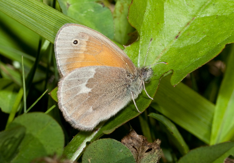 Coenonympha tullia Nymphalidae