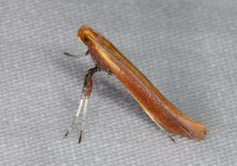 Caloptilia alnicolella? Gracillariidae