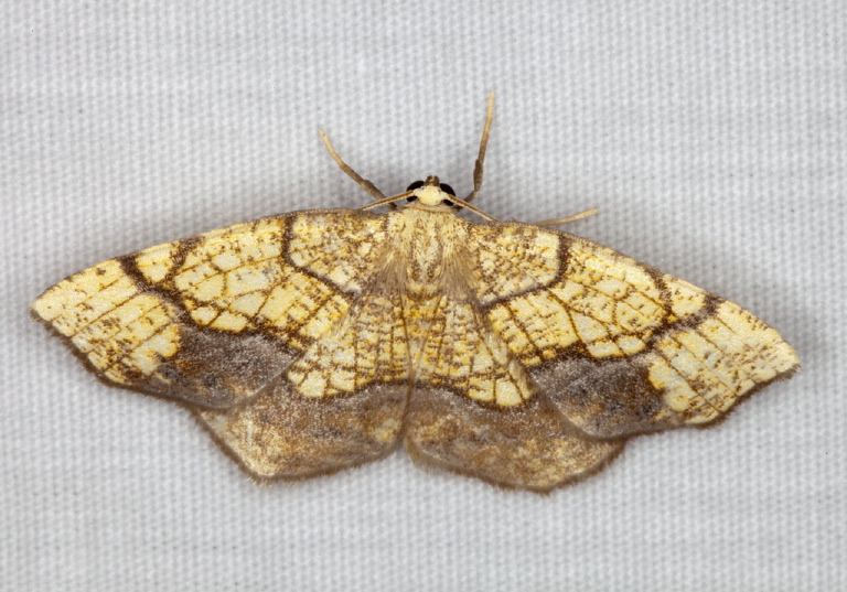 Nematocampa resistaria Geometridae