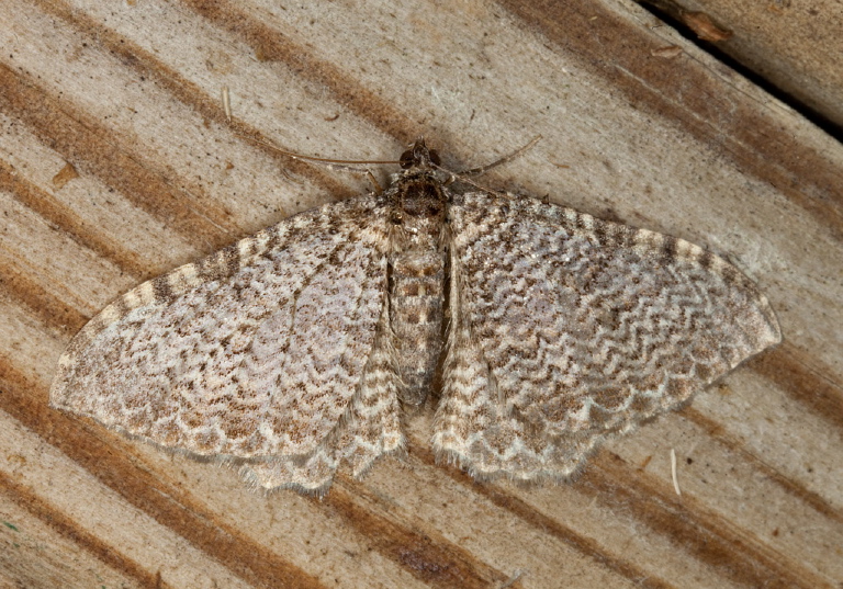 Rheumaptera prunivorata? Geometridae