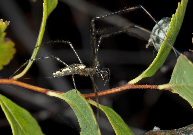 Tetragnatha elongata Tetragnathidae