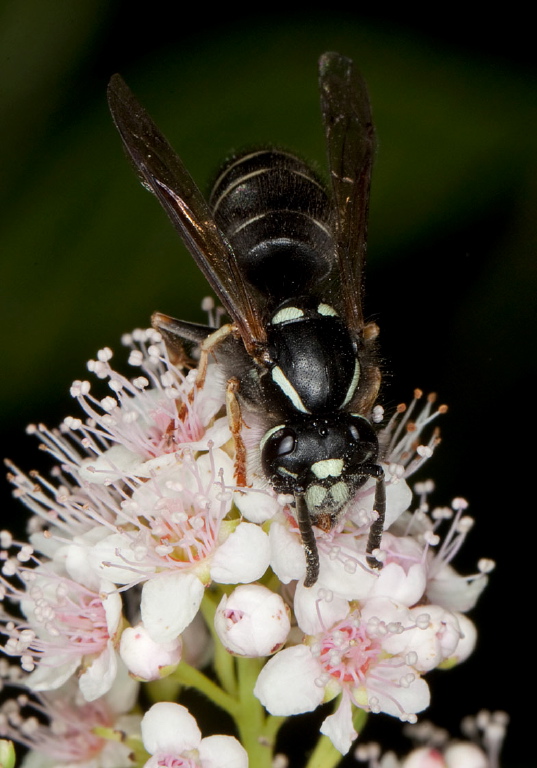 Vespula consobrina Vespidae