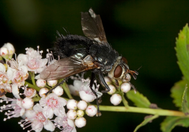 Tachina sp.? Tachinidae