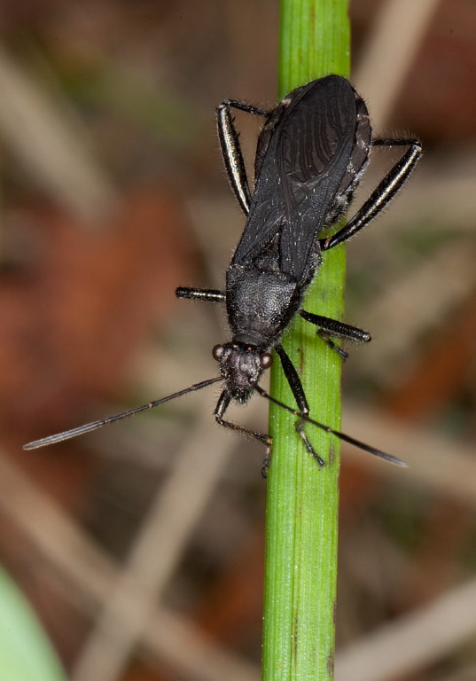 Alydus eurinus Alydidae