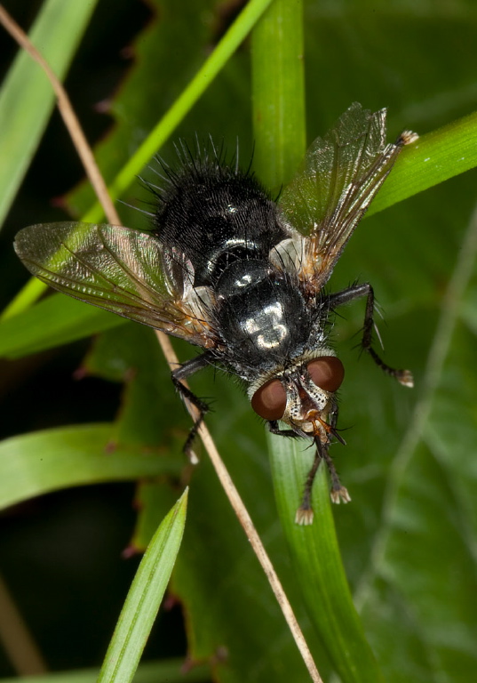 Tachina sp.? Tachinidae