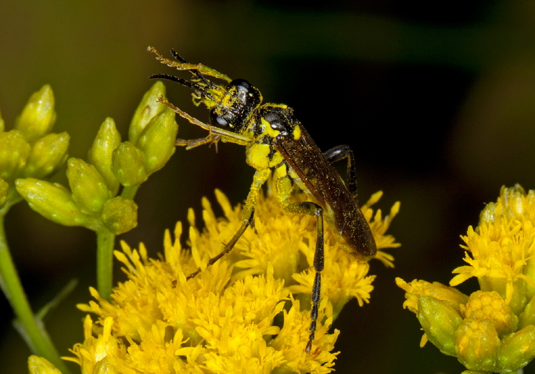 Tenthredo basilaris Tenthredinidae