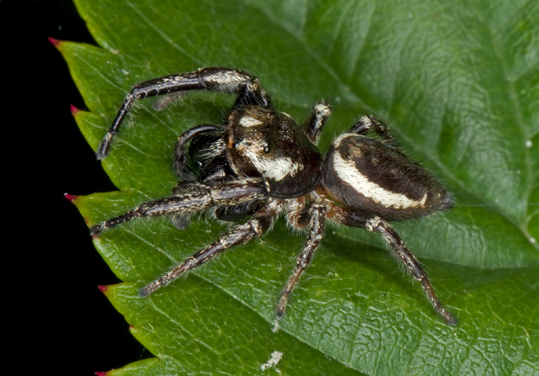 Eris militaris Salticidae