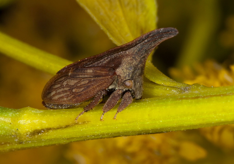 Campylenchia latipes Membracidae