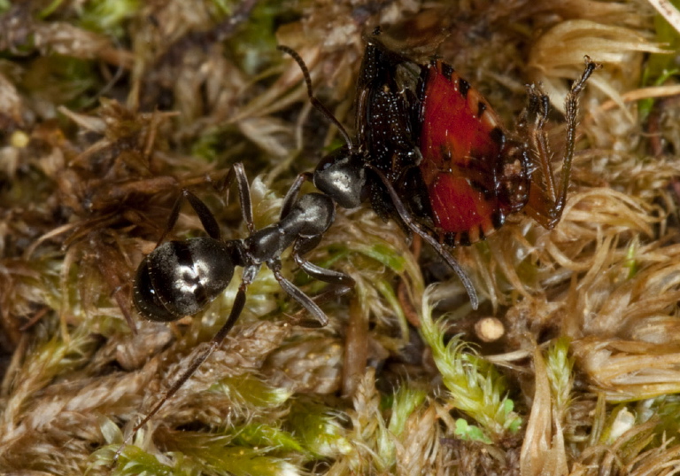 Formica glacialis Formicidae