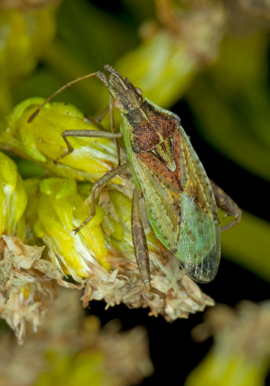 Harmostes reflexulus Rhopalidae