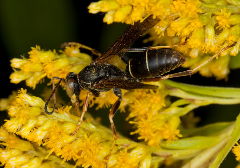 Polistes fuscatus Vespidae