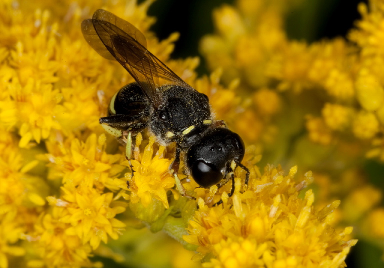 Ectemnius (Hypocrabro) continuus? Crabronidae