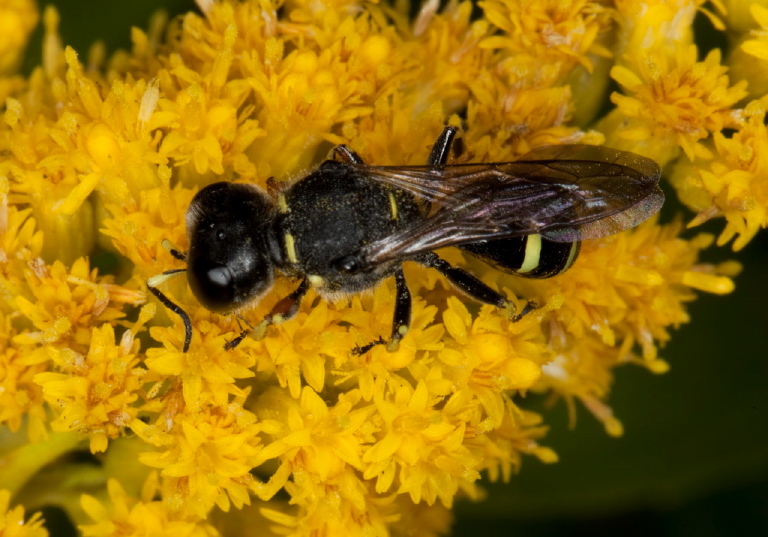 Ectemnius (Hypocrabro) continuus? Crabronidae