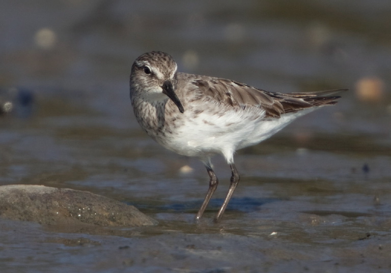 Calidris fuscicollis Scolopacidae