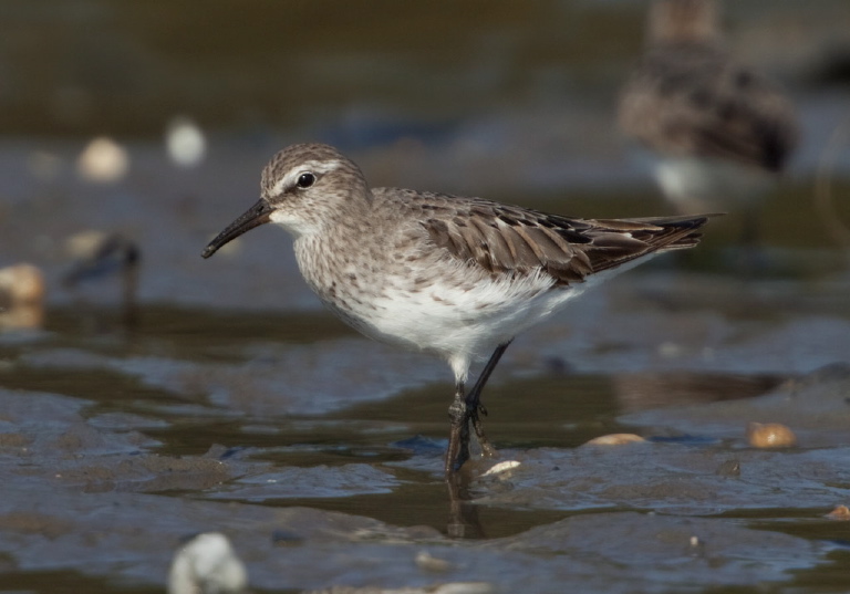 Calidris fuscicollis Scolopacidae