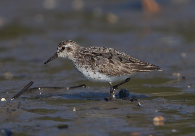 Calidris sp. Scolopacidae