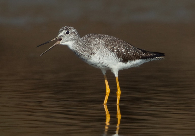 Tringa melanoleuca Scolopacidae