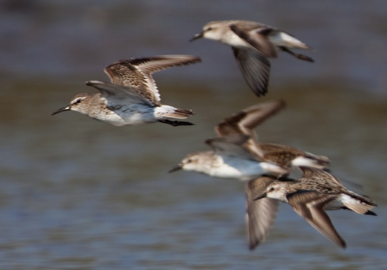 Calidris fuscicollis Scolopacidae