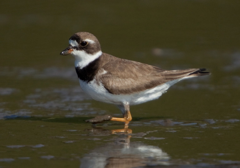 Charadrius semipalmatus Charadriidae