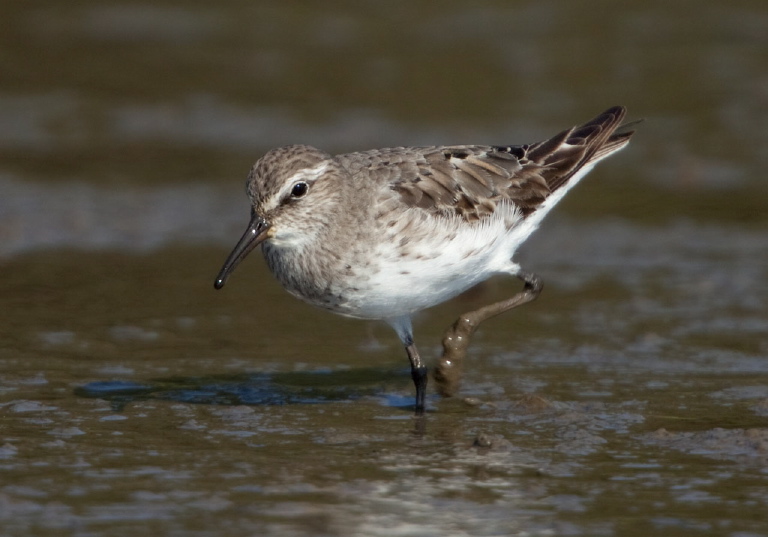 Calidris fuscicollis Scolopacidae