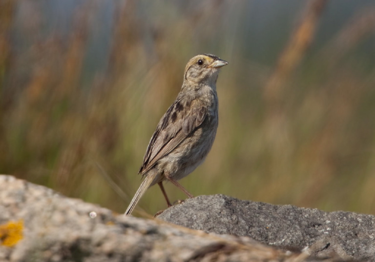 Ammodramus nelsoni Emberizidae