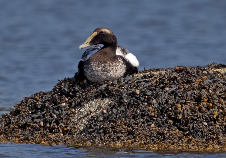 Somateria mollissima Anatidae