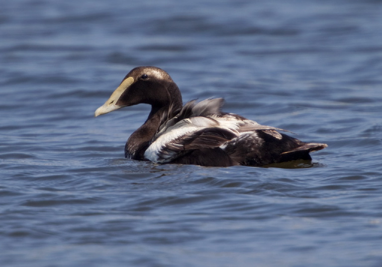 Somateria mollissima Anatidae