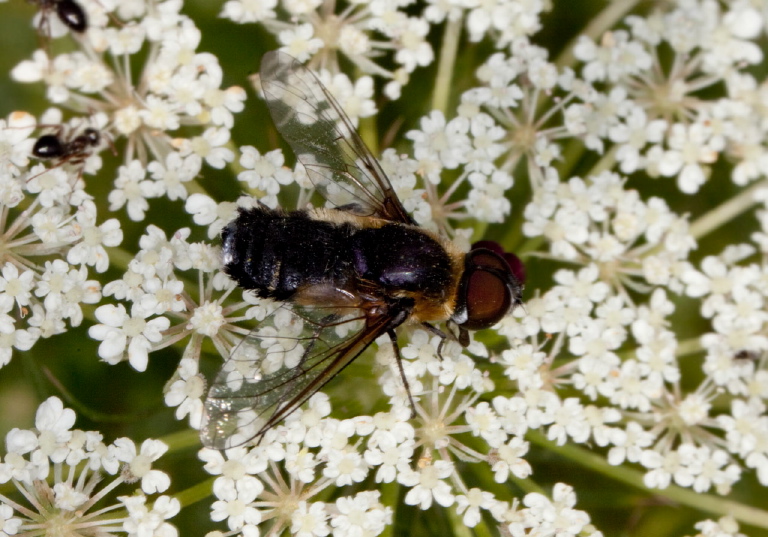 Villa sp? Bombyliidae