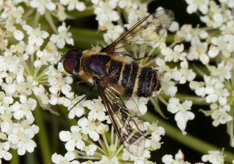 Villa lateralis? Bombyliidae