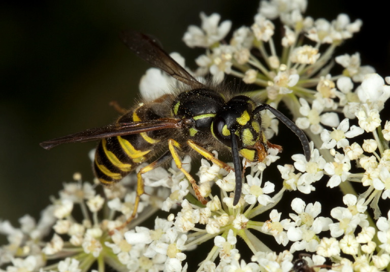 Vespula alascensis Vespidae