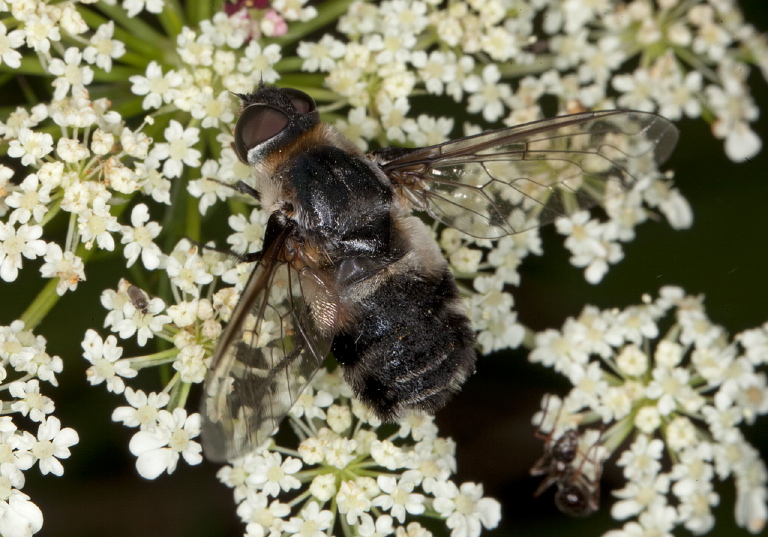 Villa sp? Bombyliidae