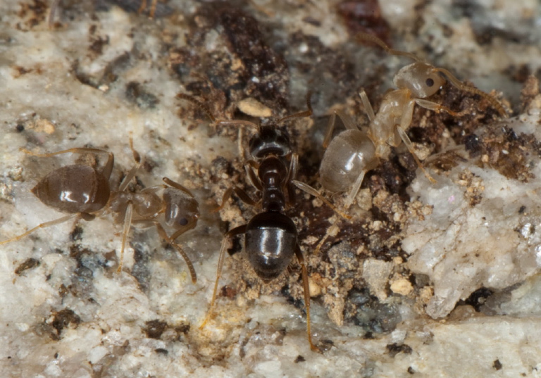 Lasius (Lasius) alienus Formicidae