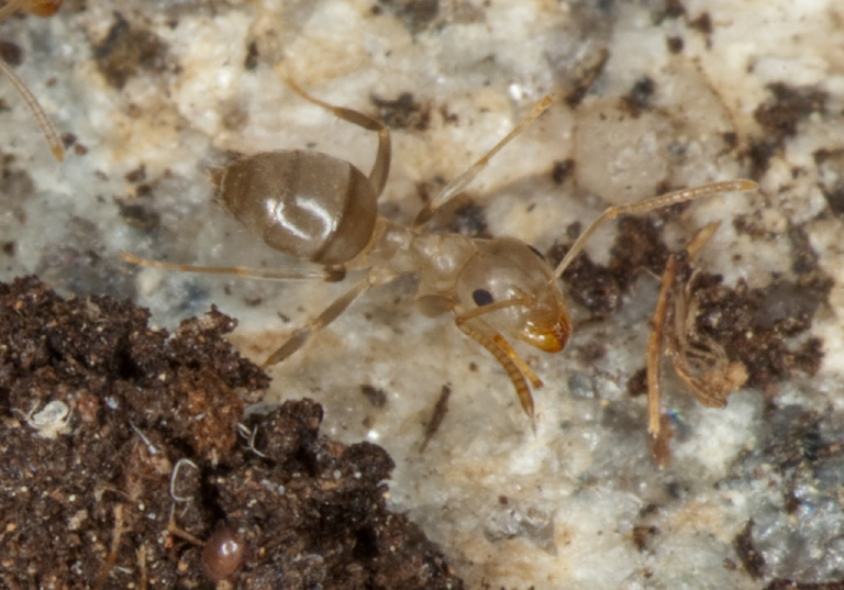 Lasius (Lasius) alienus Formicidae