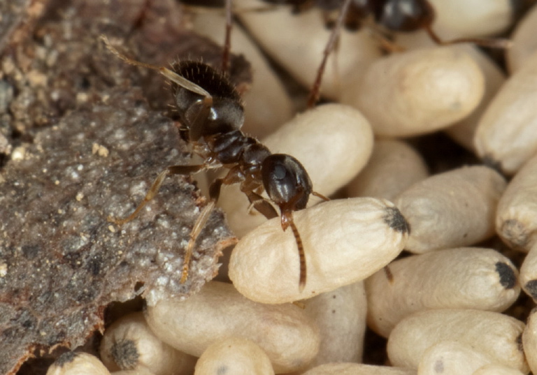 Lasius (Lasius) alienus Formicidae