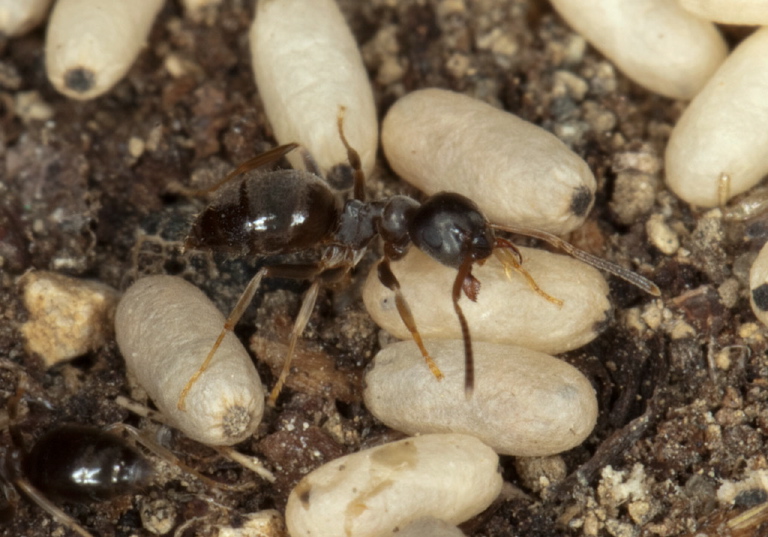 Lasius (Lasius) alienus Formicidae