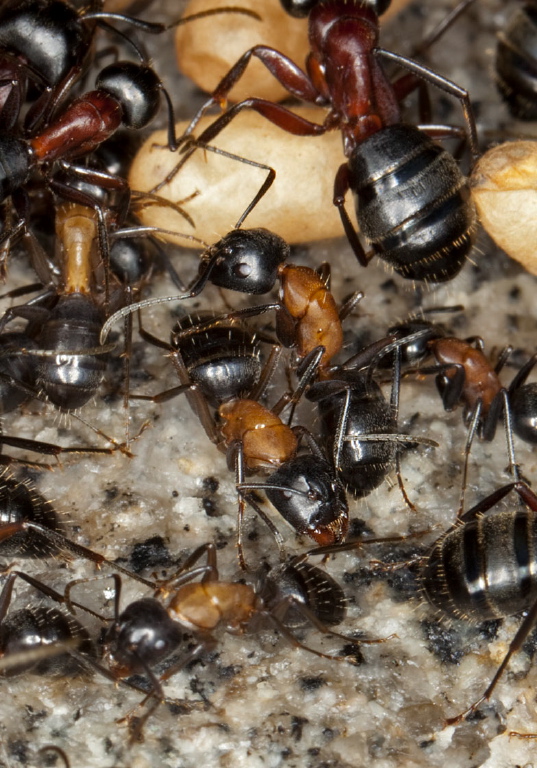 Camponotus (Camponotus) novaeboracensis Formicidae