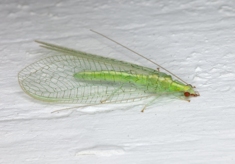 Chrysoperla sp. Chrysopidae