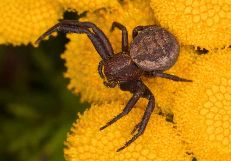 Xysticus sp. Thomisidae