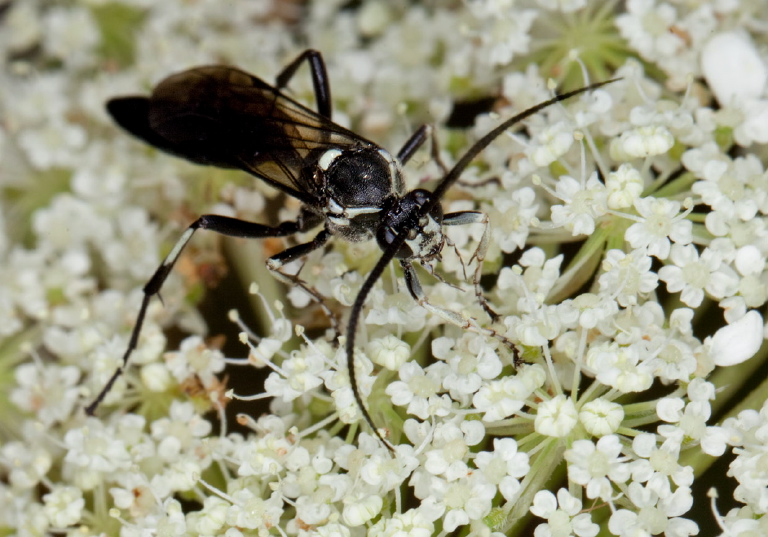 Ctenichneumon minor? Ichneumonidae