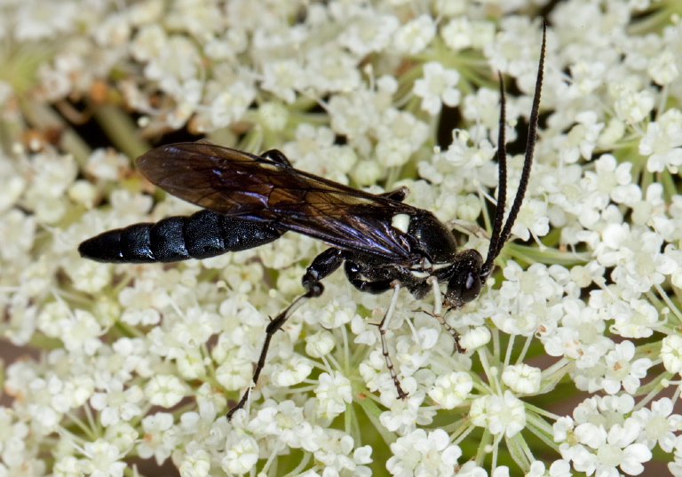 Ctenichneumon minor? Ichneumonidae