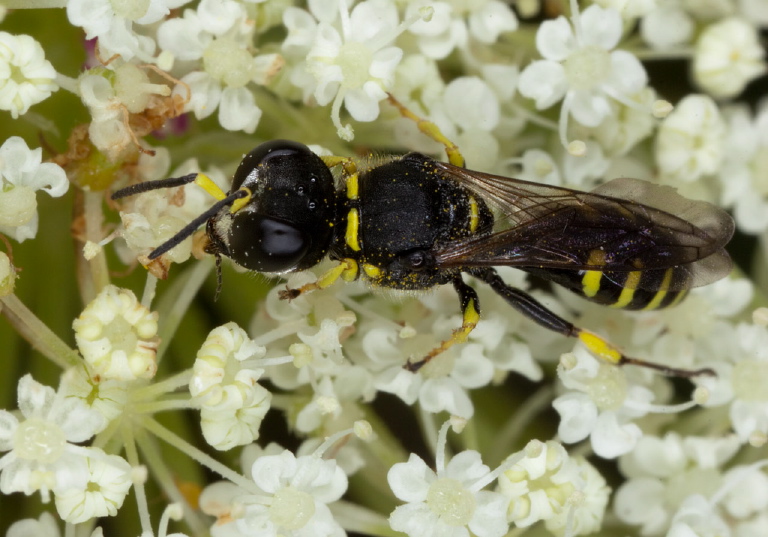 Ectemnius (Clytochrysus) lapidarius? Crabronidae