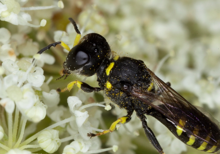 Ectemnius (Clytochrysus) lapidarius? Crabronidae