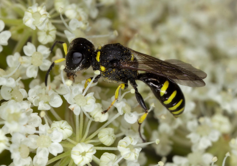 Ectemnius (Clytochrysus) lapidarius? Crabronidae