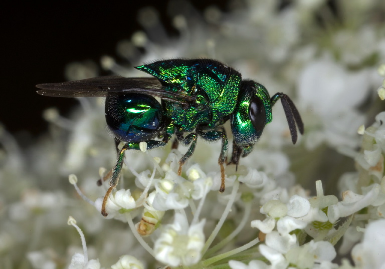 Euperilampus triangularis Perilampidae