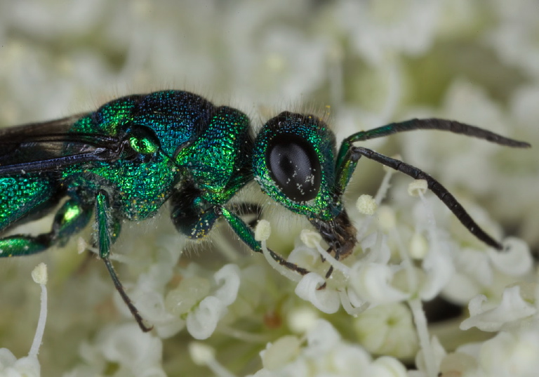 Chrysis sp.? Chrysididae