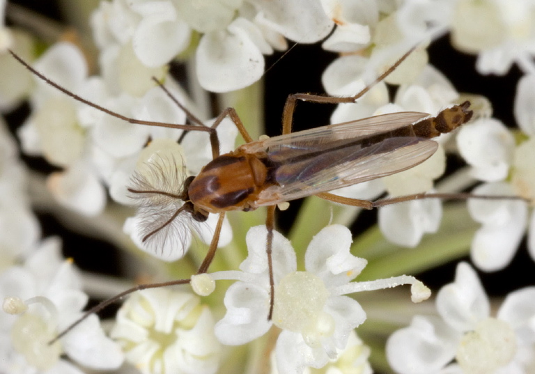 Halocladius variabilis? Chironomidae