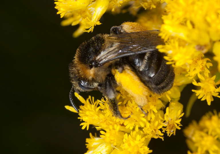 Melissodes druriella Apidae